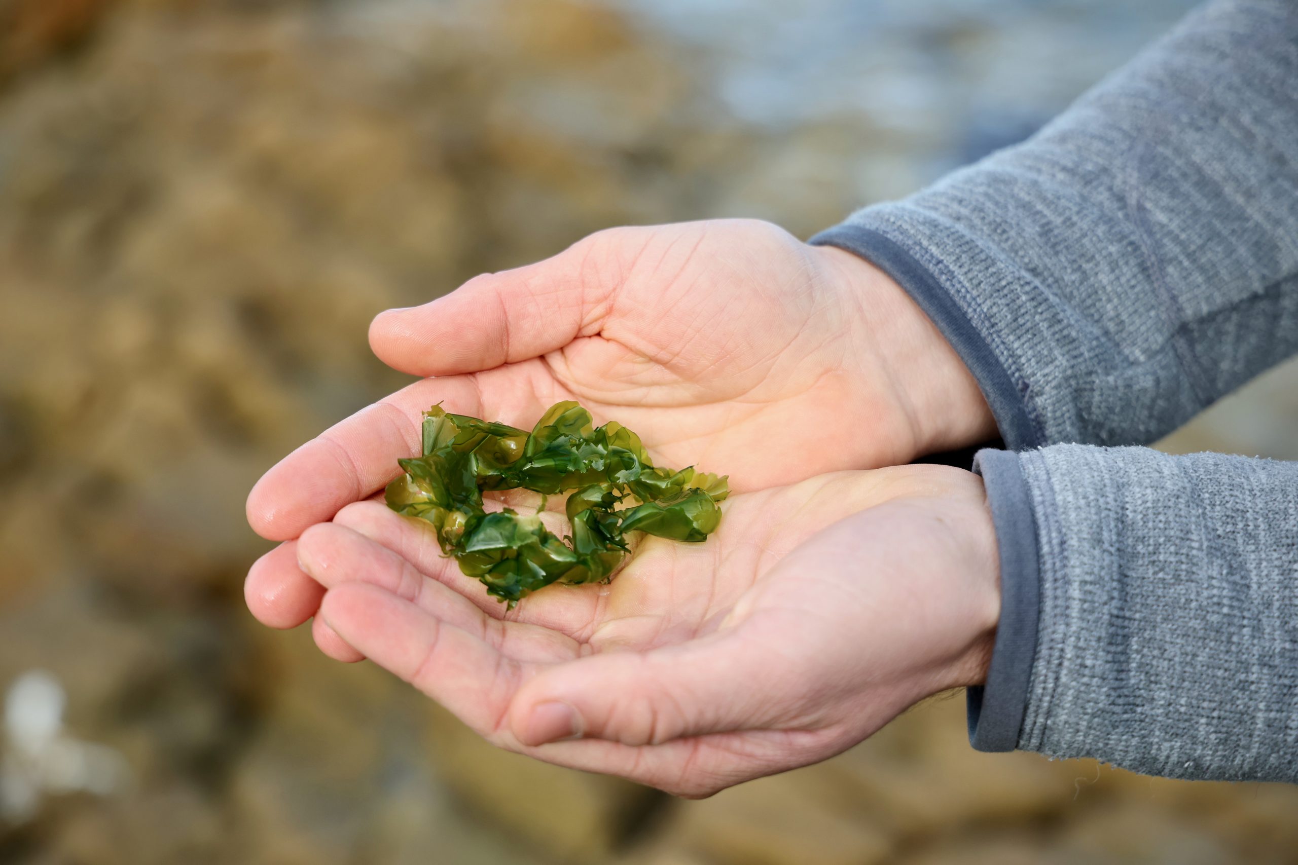 Two hands holding freshly harvested green Ulva, edible seaweed.