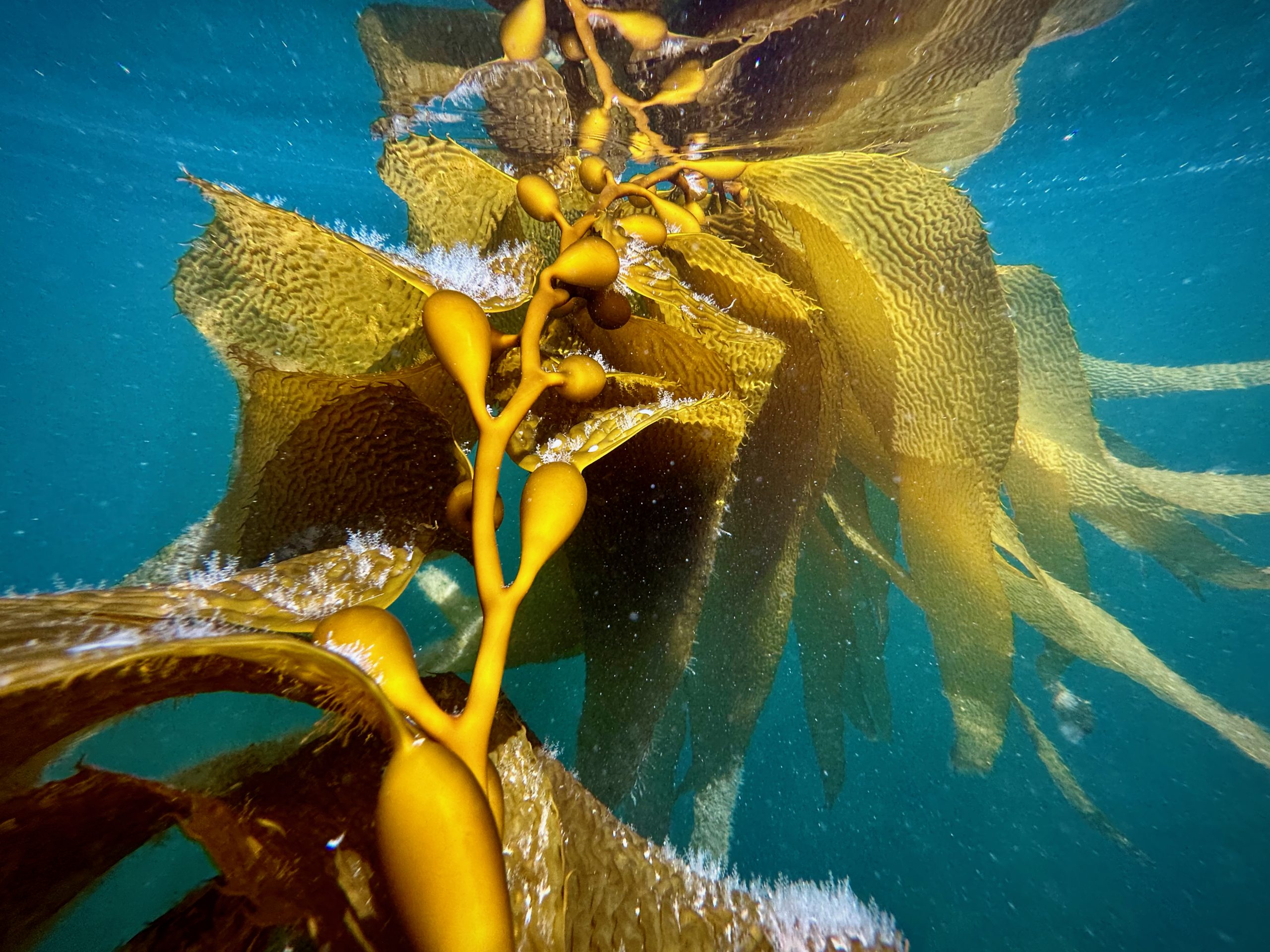Large strand of wild giant kelp underwater