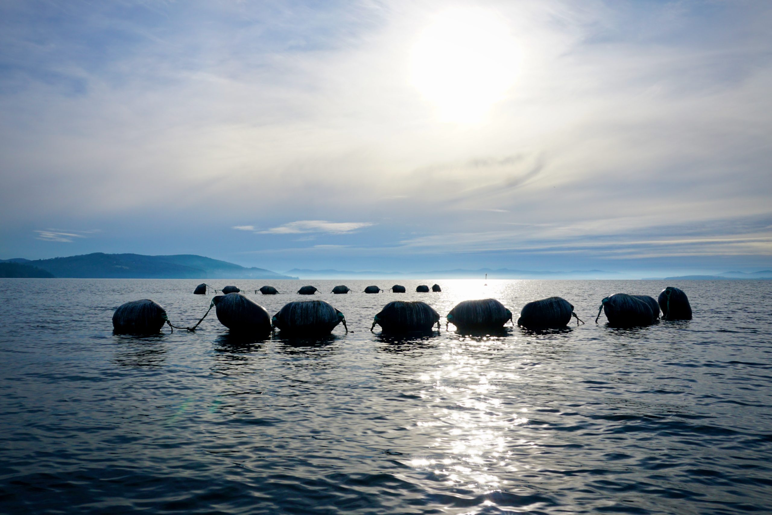 Seaweed lease at Tinderbox, Tasmania, in morning light.